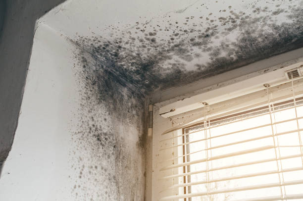 Affordable Mold Remediation solutions in Canton, GA