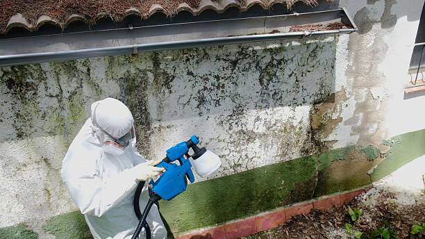 Top rated local Mold Remediation specialists in Canton, GA